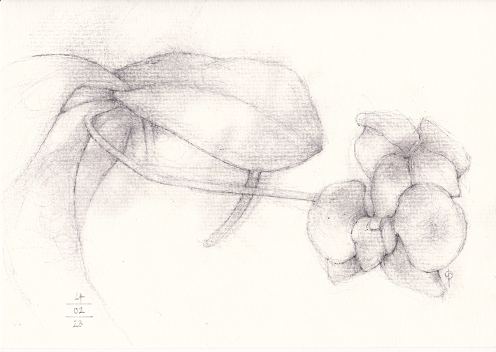 230224.2 Orchid.502