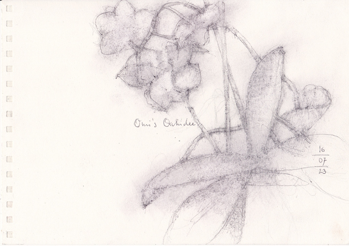 230716.3 Orchidee